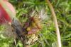 88237 – Photo : Nicolas Alric – France (12)