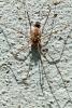 88726 – Photo : Nicolas Alric – France (34)