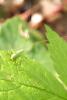 88774 – Photo : Nicolas Alric – France (12)