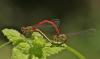88537 – Photo : Gilles SALAMA – France (81)