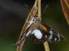 88133 – Photo : Alexandre Vinot – Guyane française