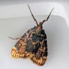 88824 – Photo : Eugène Vandebeulque – France (45)