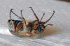 Amphimallon solstitiale