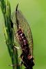 88961 – Photo : Bernard Mallet – France (38)