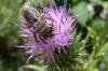 88749 – Photo : Phil – France (40)