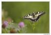 88880 – Photo : Denis Girard – France (74)