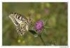 88881 – Photo : Denis Girard – France (74)