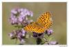 88067 – Photo : Denis Girard – France (74)