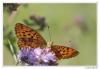 88068 – Photo : Denis Girard – France (74)