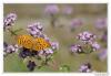 88066 – Photo : Denis Girard – France (74)