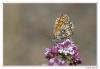 88075 – Photo : Denis Girard – France (74)