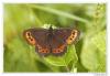 88490 – Photo : Denis Girard – France (74)