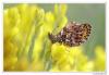88647 – Photo : Denis Girard – France (74)