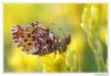 88648 – Photo : Denis Girard – France (74)