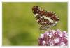 88731 – Photo : Denis Girard – France (74)