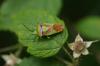 88245 – Photo : Chambge – France (59)