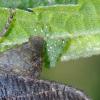 88712 – Photo : Pascal Vigneron – France (52)