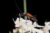88265 – Photo : Carlos Ordonez – Suisse