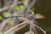 88493 – Photo : Denis Gaschignard – Guyane française