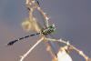 88544 – Photo : Denis Gaschignard – Guyane française