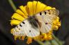 88713 – Photo : Pierre SENGEZ – France (04)