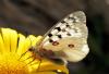 88714 – Photo : Pierre SENGEZ – France (04)