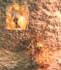 Nesticus cellulanus