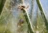 88115 – Photo : jean louis Besson – France (06)