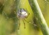88113 – Photo : jean louis Besson – France (06)