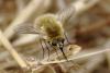 88995 – Photo : Jean Jacques – France (83)