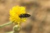 88641 – Photo : Michel Renou – France (04)