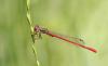 88597 – Photo : Gilles SALAMA – France (81)