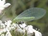 88586 – Photo : Pascal Pertuzon – France (42)