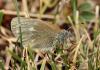 88981 – Photo : Pierre SENGEZ – France (04)