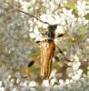 88348 – Photo : Pitchou Shinto – France (13)