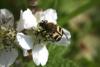 88429 – Photo : Gerard VIGO – France (60)