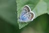 88405 – Photo : Gerard VIGO – France (05)