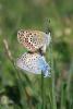88410 – Photo : Gerard VIGO – France (05)