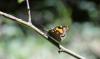 88307 – Photo : OCIS – France (84)