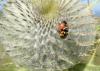 88605 – Photo : OCIS – France (26)