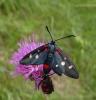 88095 – Photo : Arnaud Jean-Pierre – France (09)