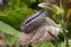 88927 – Photo : Arnaud Jean-Pierre – France (09)