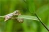 88172 – Photo : Jacques-Alexis Real – Martinique