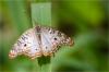 88171 – Photo : Jacques-Alexis Real – Martinique