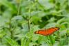 88681 – Photo : Jacques-Alexis Real – Martinique