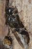 88455 – Photo : Philippe Legros – France (94)