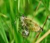 88149 – Photo : Patrick Decreus – France (93)