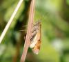 88852 – Photo : Patrick Decreus – France (93)