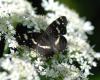 88669 – Photo : Patrick Decreus – France (93)