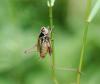 88670 – Photo : Patrick Decreus – France (93)
